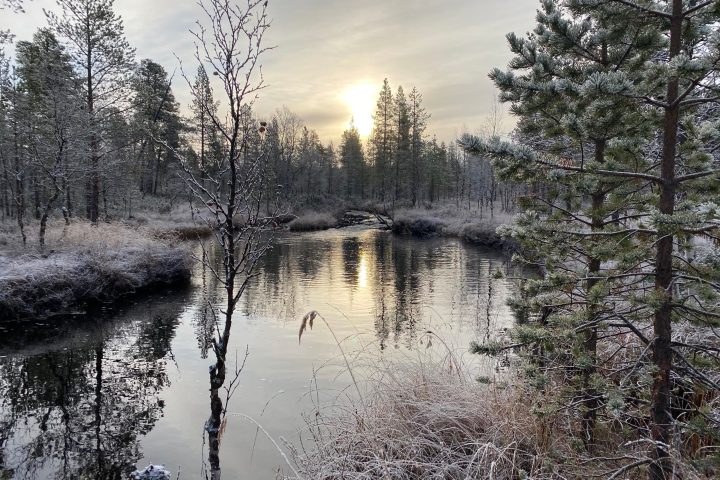 a body of water surrounded by trees