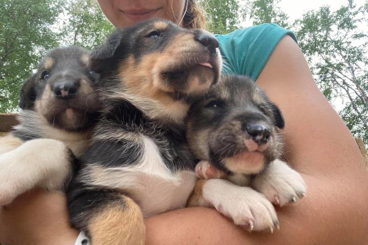 a person holding a dog