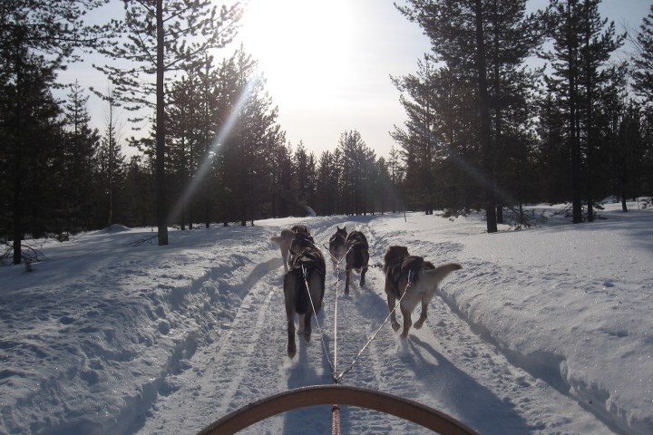 a dog that is covered in snow