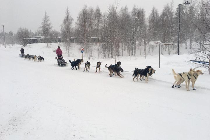a group of people cross country skiing in the snow