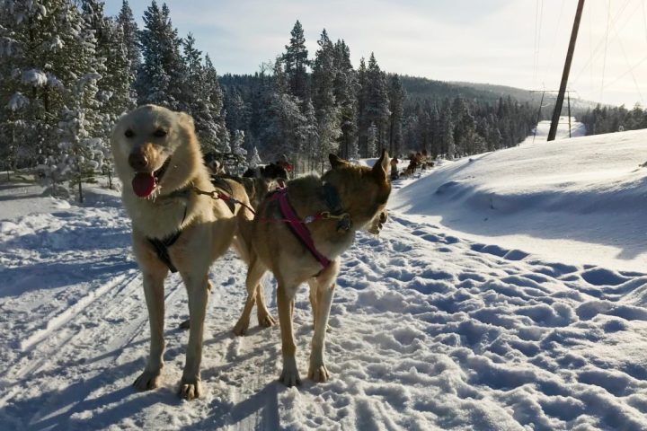 a dog that is covered in snow